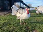 2 kalkoen haantjes te koop., Mannelijk, Kalkoen