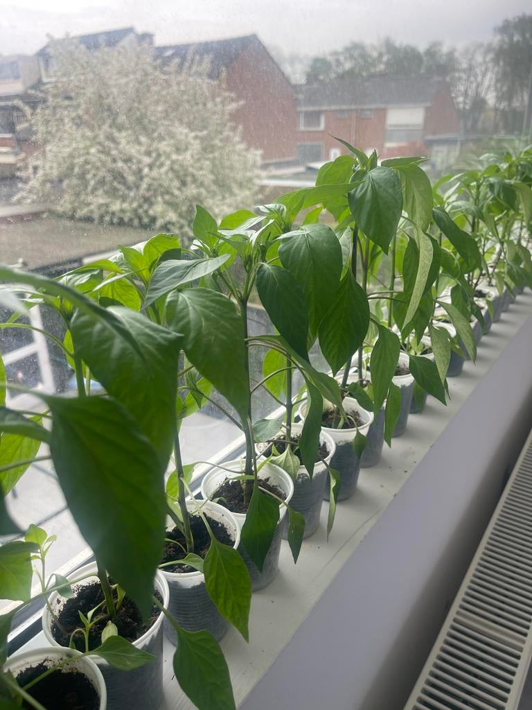 Turkse pepers, Tuin en Terras, Planten | Tuinplanten, Ophalen, Volle zon, Groenteplanten, Eenjarig