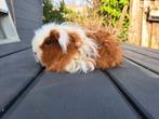 Rood bont merino cavia zeugje, Dieren en Toebehoren, Knaagdieren, November, Vrouwelijk, Cavia