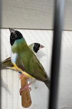 Gouldamadine Man en Pop, Meerdere dieren, Tropenvogel