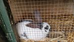 Konijn - ram jonge Lotharinger, Dieren en Toebehoren, Konijnen, Mannelijk, Groot, 0 tot 2 jaar