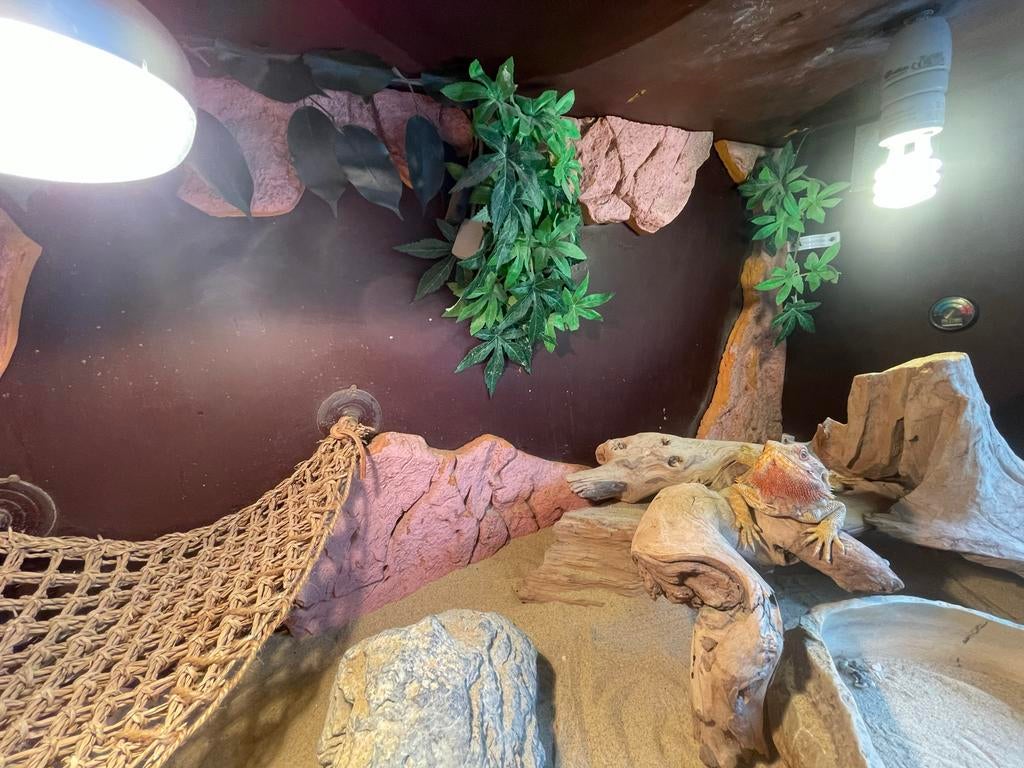baardagaam incl. Terrarium Bearded Dragon - female for sale from storm