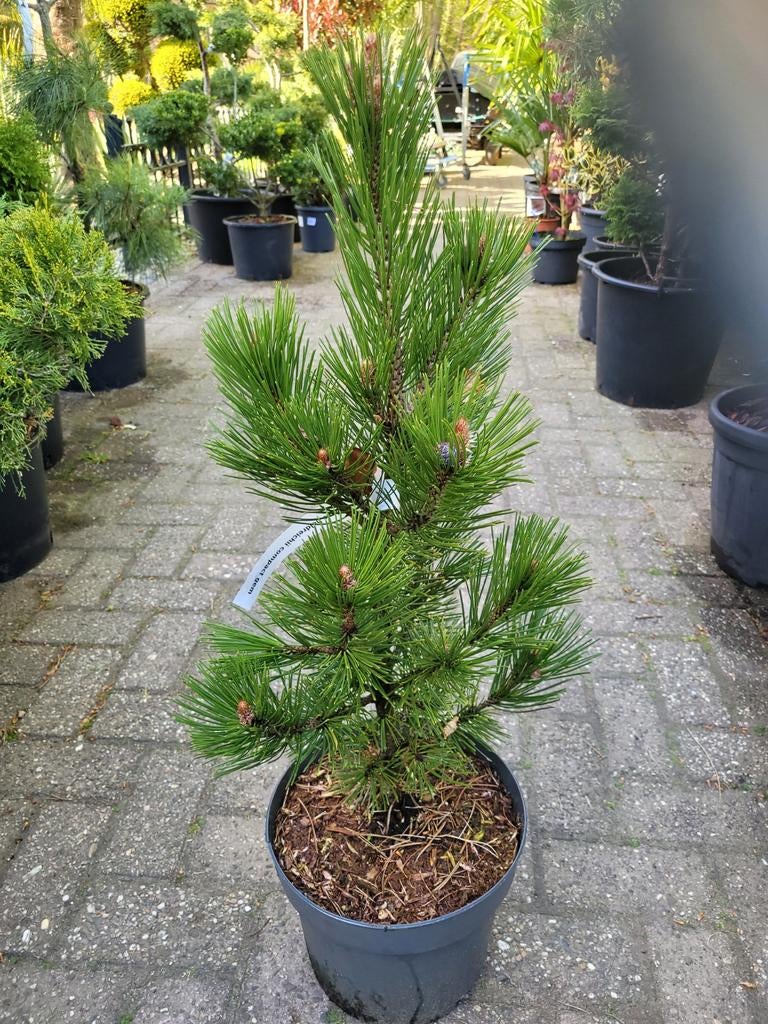 Pinus heldreichii Compact Gem - Compacte dennenboom, Volle zon, Vaste plant, Bloeit niet, Ophalen
