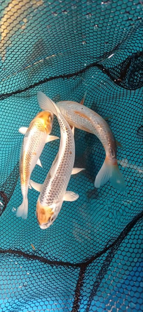 Koi, Dieren en Toebehoren, Vissen | Vijvervissen, Karper of Koi