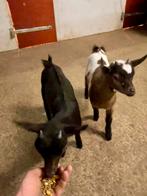 2 dwerggeit lammetjes, Meerdere dieren, Geit, 0 tot 2 jaar