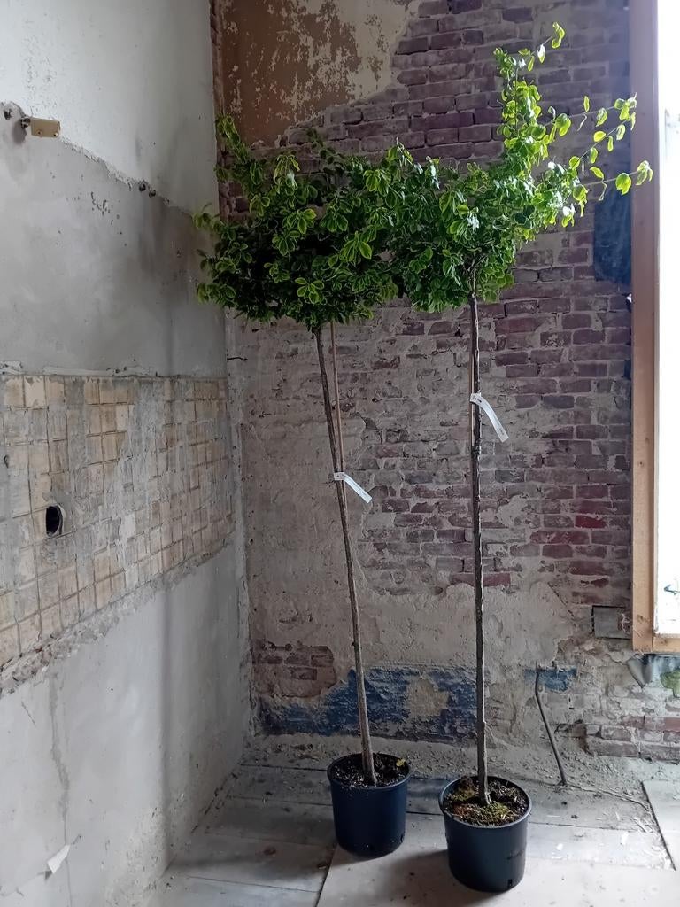 Kardinaalsmuts/Stamboom/ boom /struik/, Ophalen, Volle zon, Overige soorten