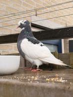 Eigenaar gezocht (schiedam), Vrouwelijk, Kropper