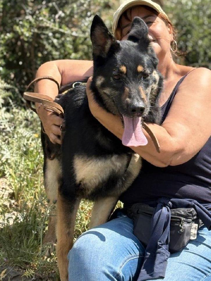 ACE: Pebbles is goed en sociaal, Dieren en Toebehoren, Honden | Niet-rashonden, Groot, Teef, Particulier, Eén hond, Buitenland