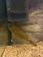 Kogelvis (Pao abei), Ophalen