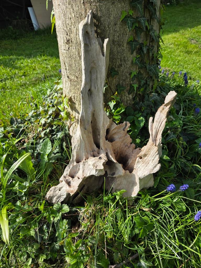 Groot stuk tropisch wortelhout, Ophalen of Verzenden, Plant(en), Steen of Hout