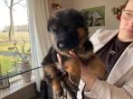 Duitse herder pups met stamboom. Nog 2 teefjes beschikbaar., Dieren en Toebehoren, Overige rassen, 8 tot 15 weken, Parvo, Meerdere