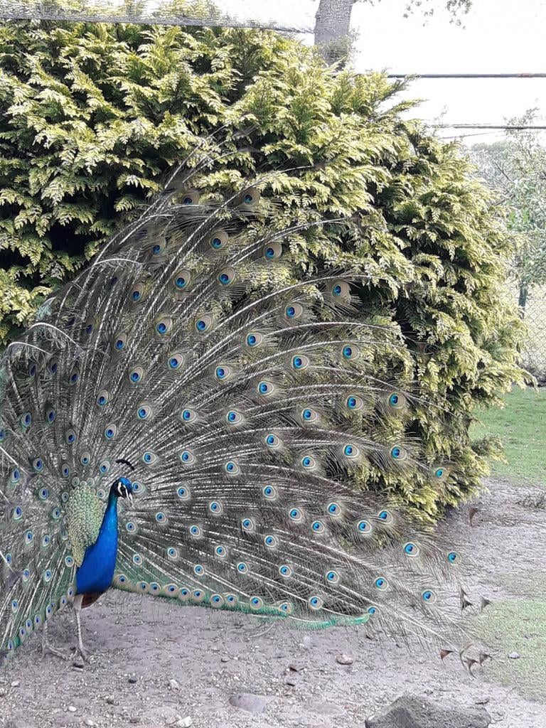 Broedeieren Blauwe Pauw, Dieren en Toebehoren, Geslacht onbekend, Kip