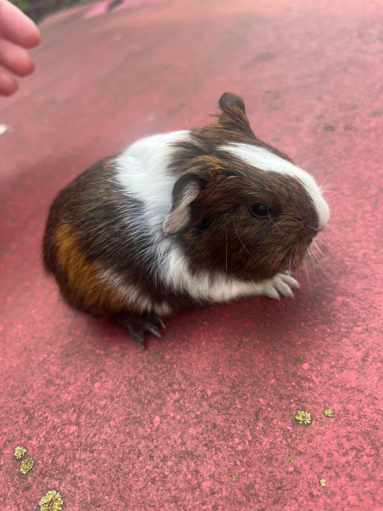 Hele lieve en mooie jonge Sheltie cavia’s., Dieren en Toebehoren, Maart, Meerdere dieren, Cavia