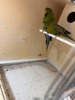 grasparkiet blackface koppel, Meerdere dieren, Parkiet, Geringd