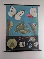 Set van 4 vintage schoolplaten: Biologie, Anatomie, Chemie, Ophalen, Natuur en Biologie