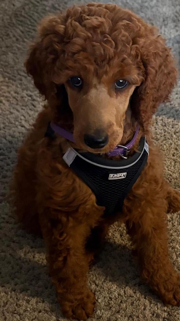 Koningspoedel konings poedel poedel felrood, Dieren en Toebehoren, Poedel, 8 tot 15 weken, Teef, Parvo