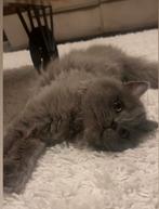 (Dekkater) niet te koop, Dieren en Toebehoren, Katten en Kittens | Raskatten | Langhaar, Kater, Gechipt, 0 tot 2 jaar