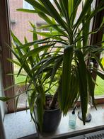 Yucca Palm (Elephantipes) inclusief Pot - ca 130cm, Ophalen, 100 tot 150 cm, In pot, Yucca