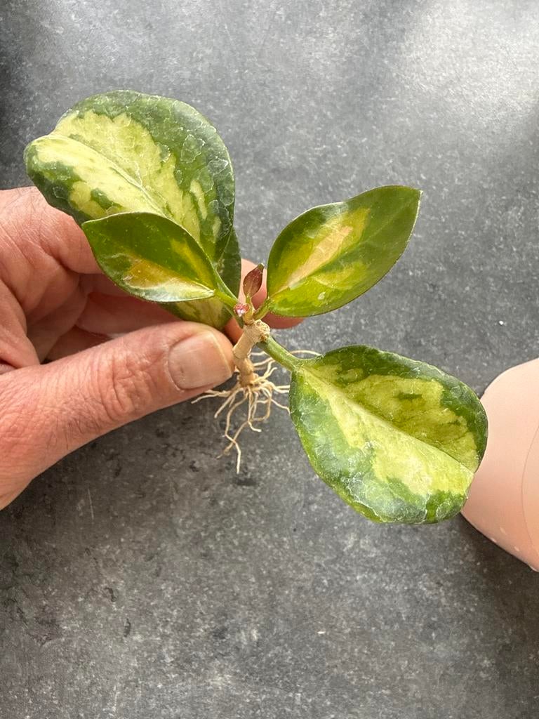 Hoya Australis Lisa, Tuin en Terras, Planten | Tuinplanten, Vaste plant, Halfschaduw, Zomer, Ophalen