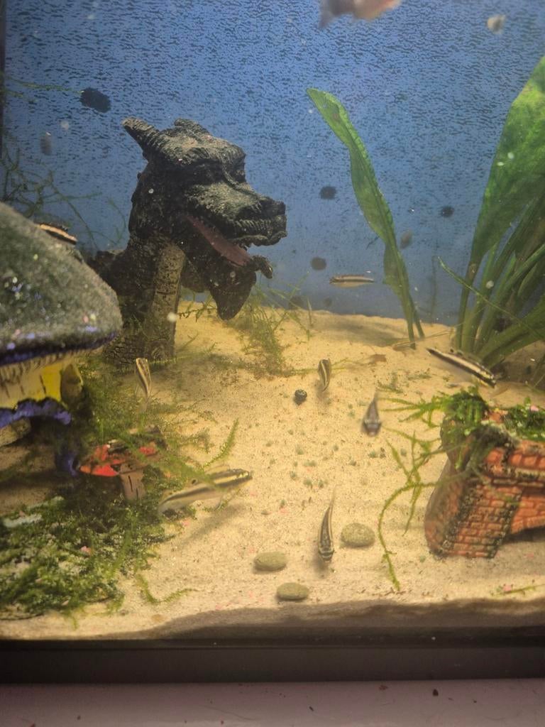 Kersenbuikjes, Dieren en Toebehoren