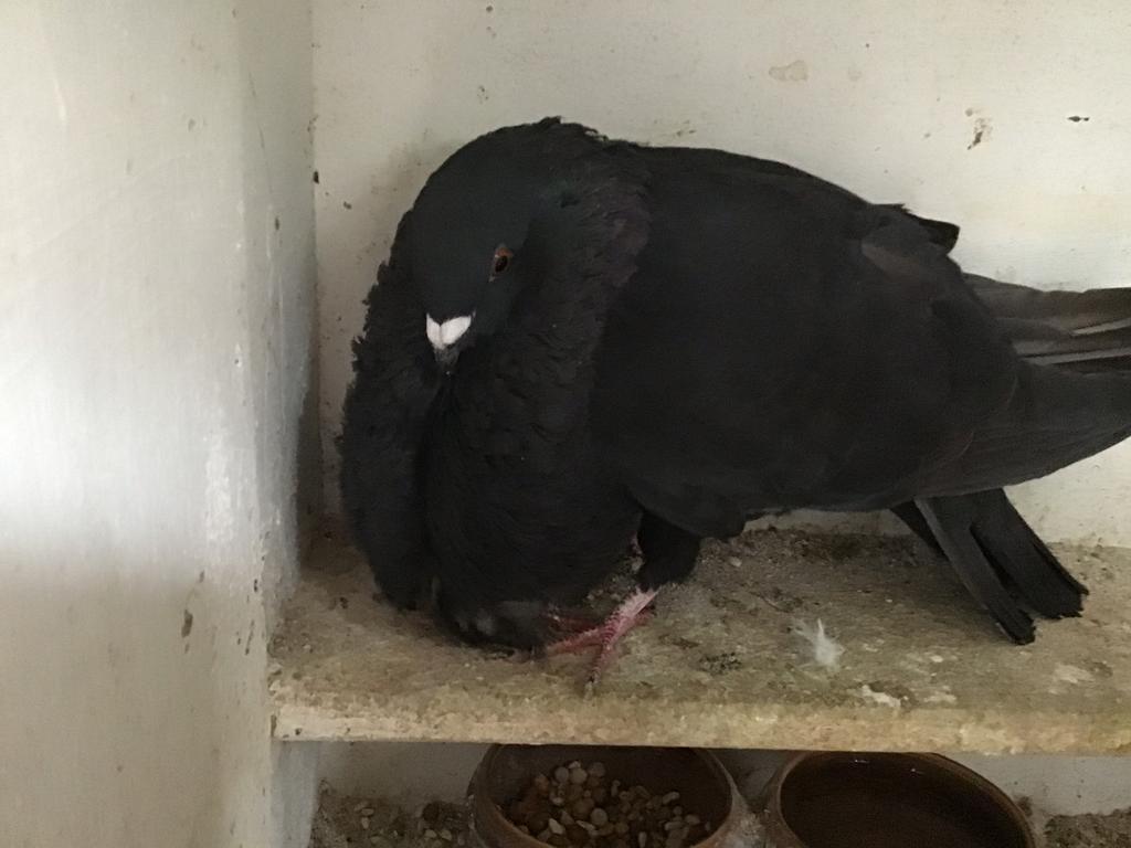 Te koop een prachtige goed vliegende gaditano duif, Vrouwelijk, Kropper