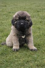 Schitterende KAUKASISCHE OWCHARKA pups, Dieren en Toebehoren, Parvo, Nederland, Overige rassen, 8 tot 15 weken