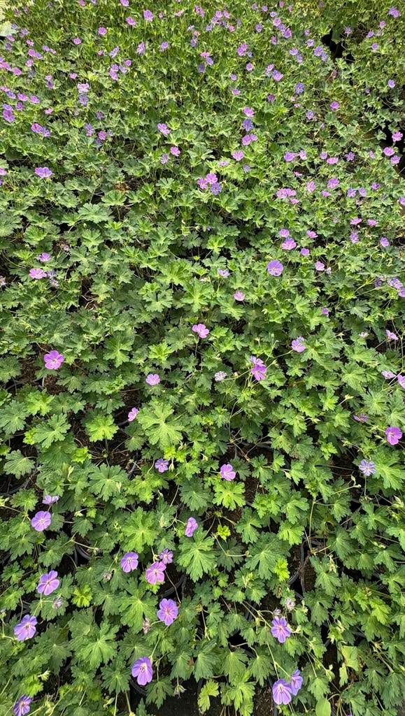 Geranium rozanne vaste planten in potgekweekt, Ophalen of Verzenden, Bodembedekkers, Halfschaduw