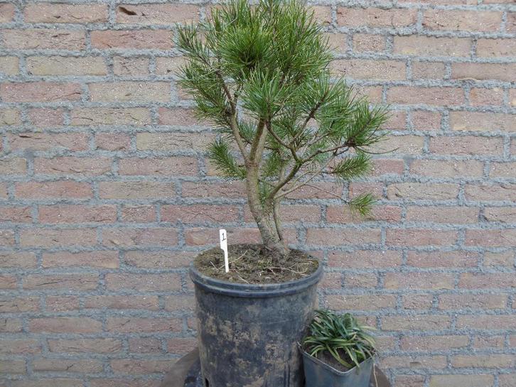 Bonsai: Pinus sylvestris (grove den), Tuin en Terras, Planten | Bomen, Overige soorten, Minder dan 100 cm, Halfschaduw, Bloeit niet