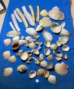 Schelpen verzameling, Ophalen of Verzenden, Schelp(en)