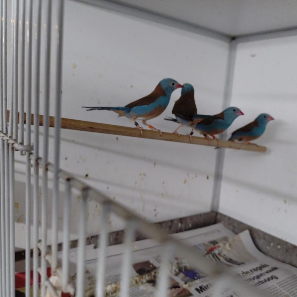Koppel blauwkop blauwfazantjes en enkele mannen .koppel 160, Meerdere dieren, Tropenvogel