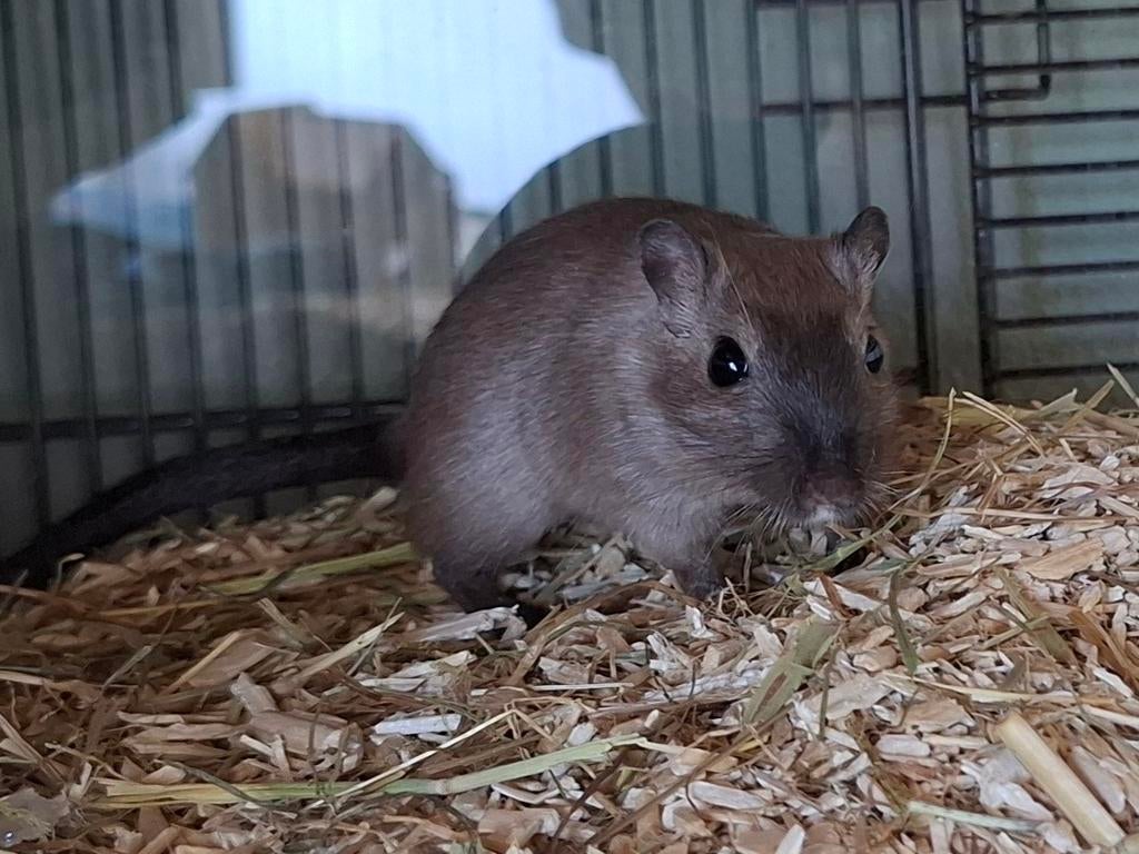 Mongools Gerbil Vrouwtje - Burmees, Vrouwelijk, Mei, Overige typen, Tam