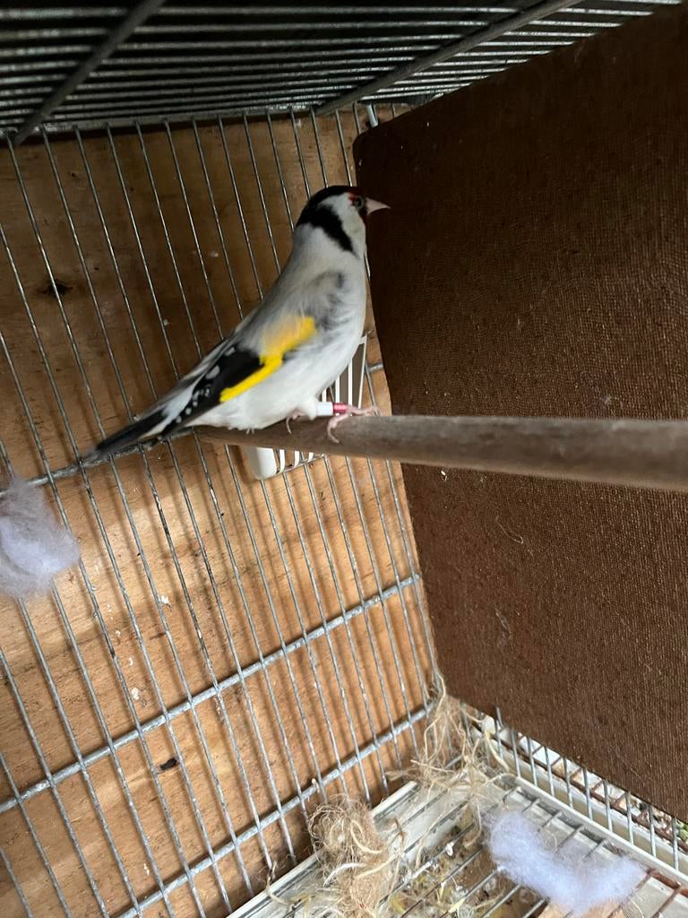 Maurputter man met en pop, Dieren en Toebehoren, Vogels | Overige Vogels, Meerdere dieren