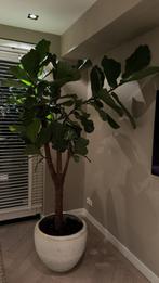 Exclusieve plant inclusief bloempot, Ophalen of Verzenden, 200 cm of meer