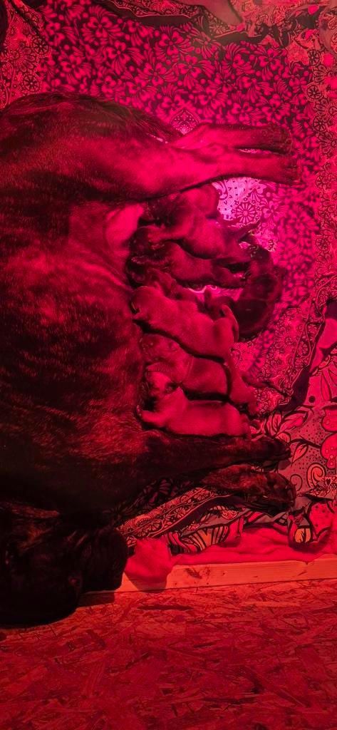 Cane corso pups, Overige rassen, 8 tot 15 weken, Meerdere, Meerdere dieren