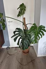 Monstera Gatenplant, Huis en Inrichting, Kamerplanten, Ophalen, Halfschaduw, Minder dan 100 cm
