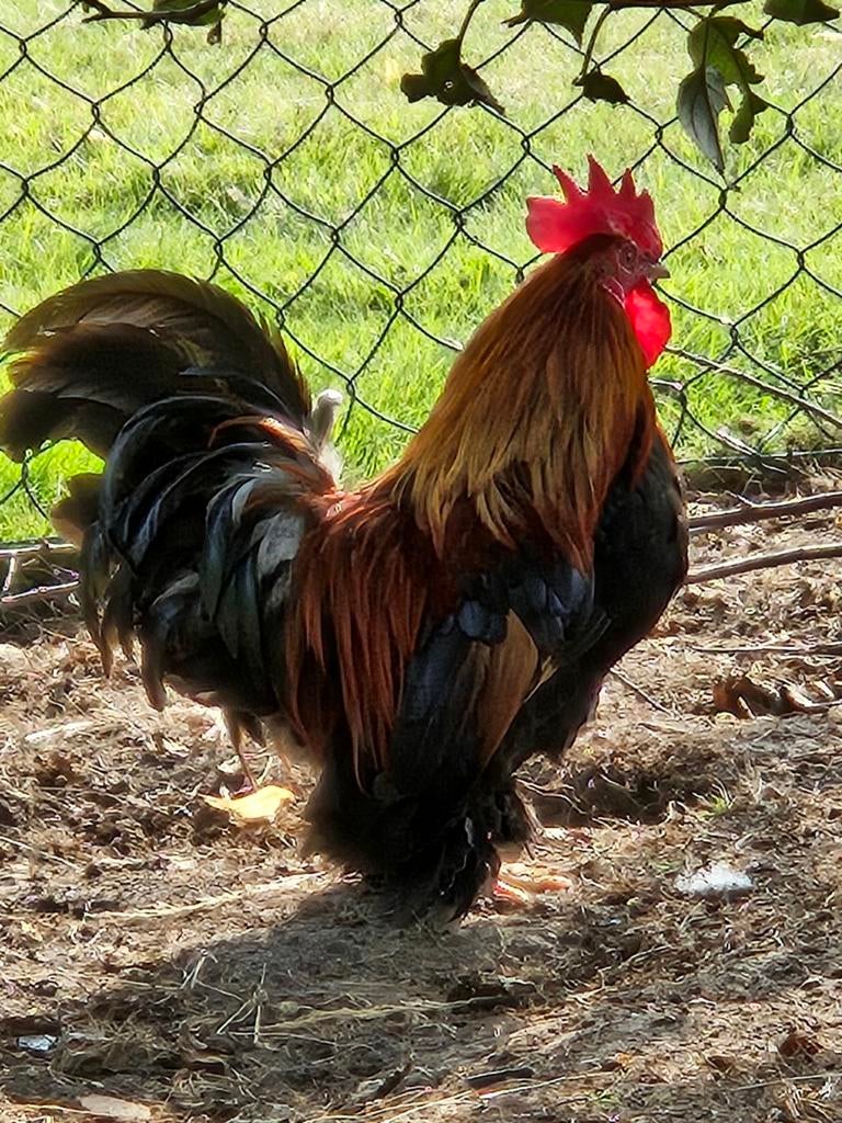 Krielhaantjes, Dieren en Toebehoren, Pluimvee, Meerdere dieren, Kip