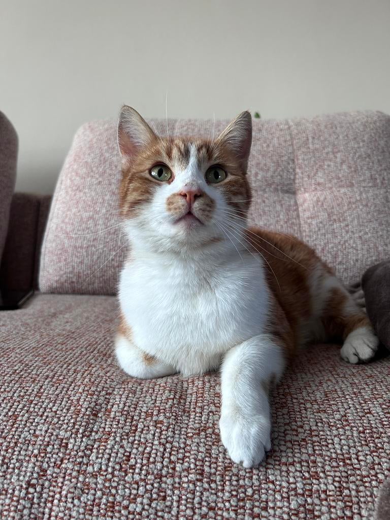 Fijn nieuw thuis gezocht, Dieren en Toebehoren, Katten en Kittens | Overige Katten, Kater