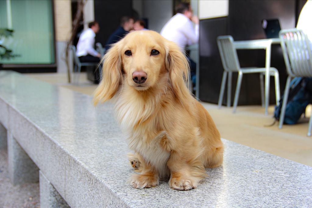 Prachtige Miniatuur Teckel / Miniature Dachshund Te Koop, Nederland, Reu, 1 tot 2 jaar, Dwerg