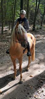 Pre te koop, Dieren en Toebehoren, Paarden, Ruin, 160 tot 165 cm, Dressuurpaard, 3 tot 6 jaar