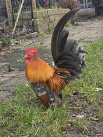 Serama haan, Dieren en Toebehoren, Pluimvee, Mannelijk, Kip