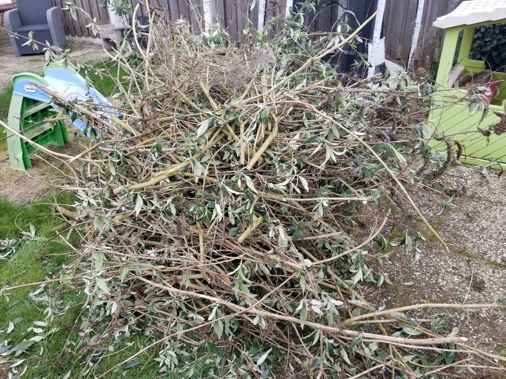 Brandhout (paasvuur), Ophalen, Overige soorten, Volle zon