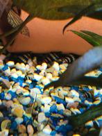 Helena slakken, Slak of Weekdier