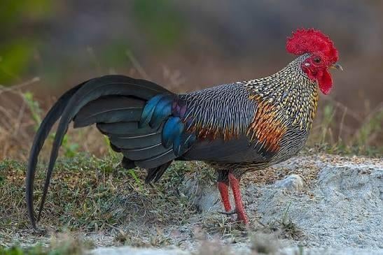 Gevraagd = Sonnerathoen Haan, Dieren en Toebehoren, Pluimvee, Mannelijk, Kip