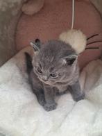 Knappe fluffy Britse korthaar kittens, Meerdere dieren, Gechipt, 0 tot 2 jaar