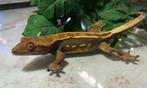 Wimpergekko - Crested gecko - Correlophus ciliatus, Dieren en Toebehoren, Reptielen en Amfibieën, Hagedis, 0 tot 2 jaar