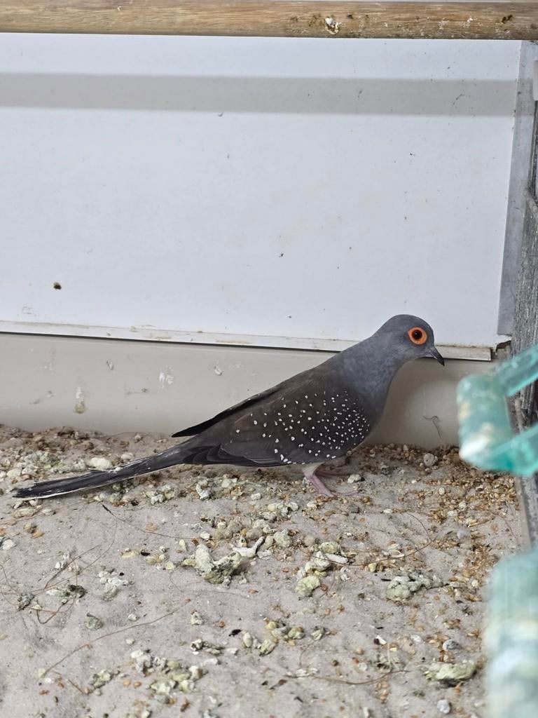 Diamantduif doffer, Dieren en Toebehoren, Mannelijk, Overige soorten