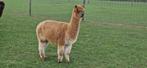 Alpaca's, Dieren en Toebehoren, Juni, Vrouwelijk