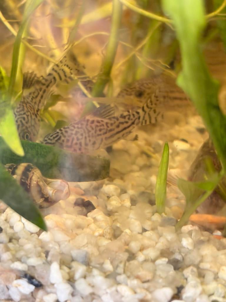 Corydora Trillineatus, Vis