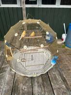 Omlet vogelkooi compleet met 2 fraaie kanaries, Ophalen, Zo goed als nieuw, Metaal, Vogelkooi