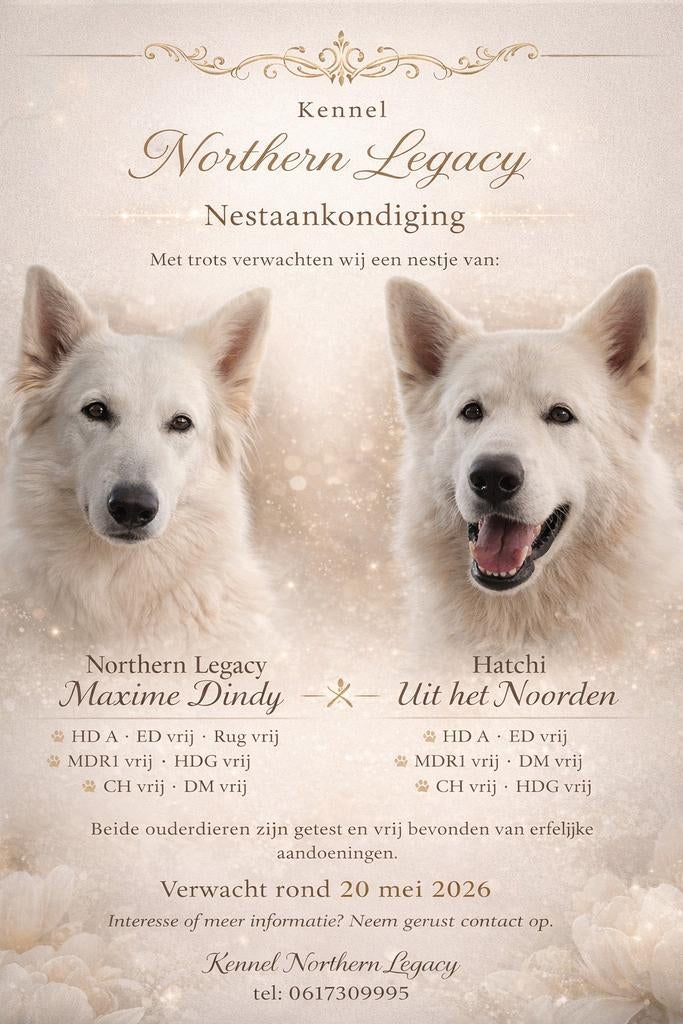 Nestaankondiging zwitserse witte herderpups met fci stamboom, Dieren en Toebehoren, Honden | Herdershonden en Veedrijvers, Parvo